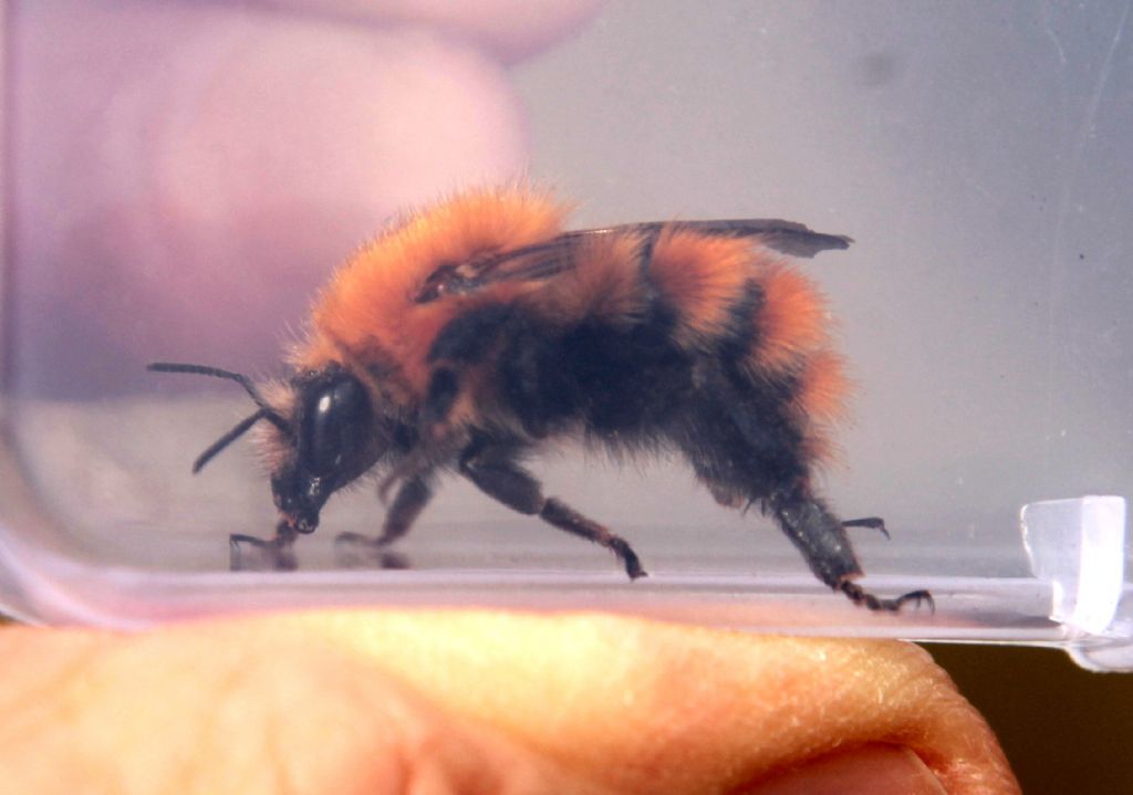 Qualcuno mi sa dire che bombo �?